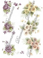 viole_g-002
